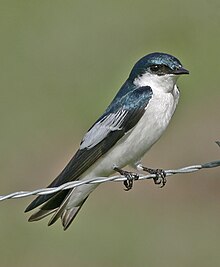 White-winged Swallow 1052.jpg