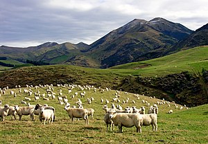 עדר כבשים בניו זילנד. בניו זילנד, שאוכלוסיותה מונה כ-4 מיליון בני אדם, גדלות כ-40 מיליון כבשים.