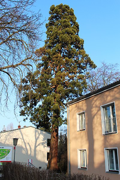 File:Wien-Hernals - Naturdenkmal 443 - Mammutbaum (Sequoiadendron giganteum).jpg