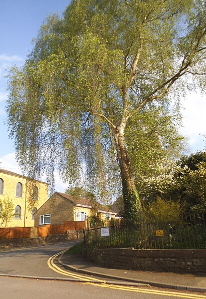 File:Willow tree on North Street, Castle Cary - geograph.org.uk - 5768959.jpg