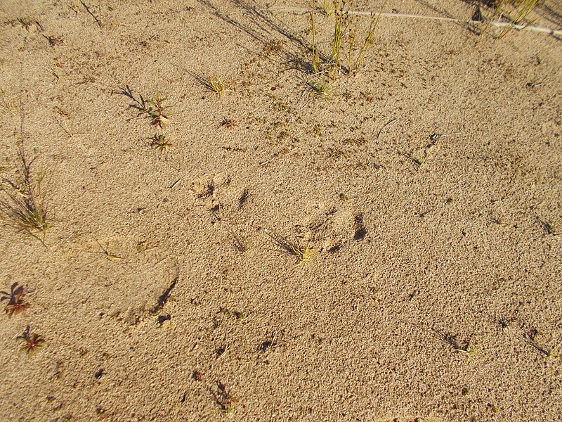 File:Wolf steps on the sand.jpg