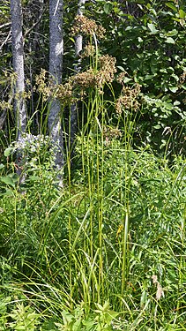 Woolgrass (Scirpus cyperinus)