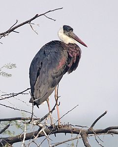 Woolly necked stork (Ciconia episcopus) - Flickr - Lip Kee (2).jpg