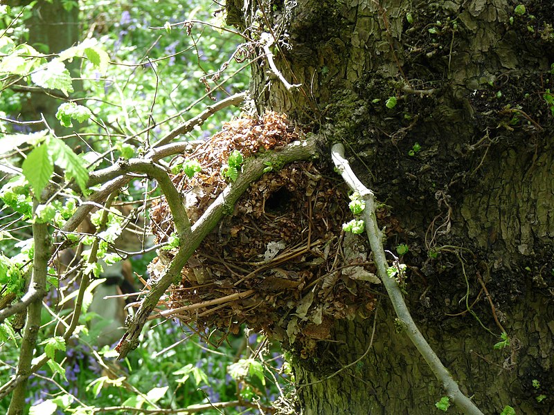 File:Wren Nest 03-05-10 (4576254490).jpg