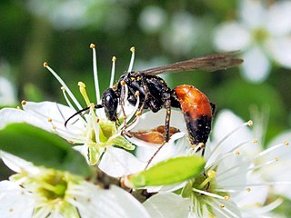 <i>Priocnemis perturbator</i> Species of wasp