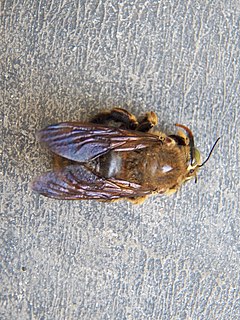 <i>Xylocopa strandi</i> Species of bee