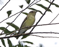 The yellow-rumped flycatcher was described by Arthur Hay in 1845 Yellow-rumped Flycatcher (Ficedula zanthopygia).jpg