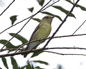 Female