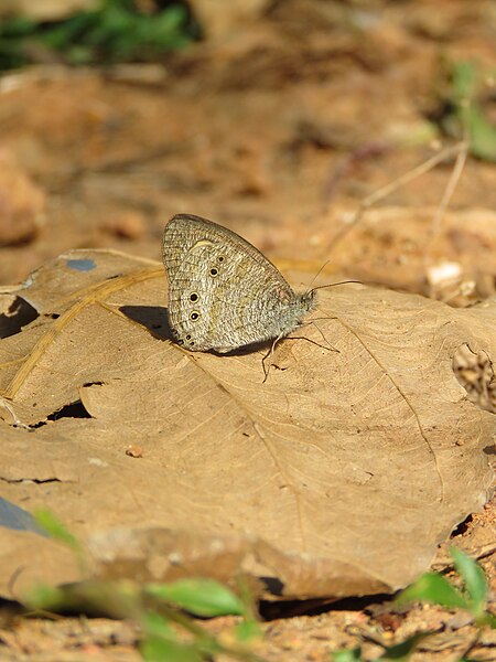 File:Ypthima baldus - Common Five-ring at Peravoor (2).jpg