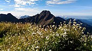 Yushan (玉山) Chamomile, Anthemis arvensis blossoms on the peak