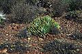 Yucca whipplei subsp. eremica, typisches Exemplar in Baja California