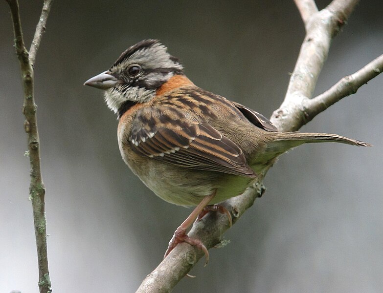 File:Zonotrichia capensis Gorrión copetón Rufous-collared Sparrow (15257859861).jpg