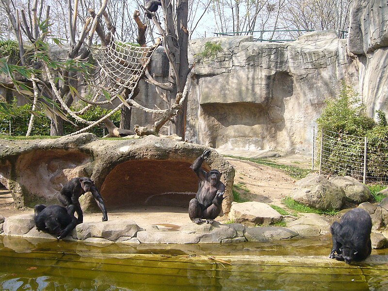 File:Zoo de Barcelona - micos 2.JPG