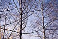 * Nomination: Leafless birches in Yefremov (Russia) in evening sunlight Юрий Д.К. 13:58, 26 November 2023 (UTC) * * Review needed