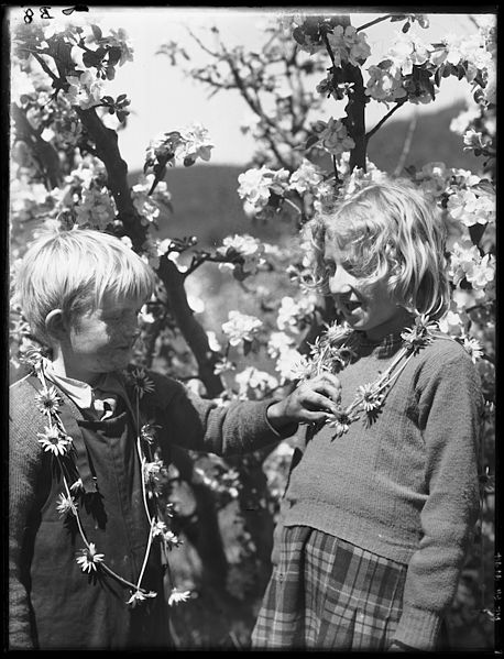 File:(Children wearing daisy chains in front of apple blossom, Warners orchard, Tasmania) (Frank Hurley) (9714613416).jpg