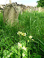 Čeština: Židovský hřbitov ve Stříteži, okres Jihlava. English: Jewish cemetery by the village of Střítež, Jihlava District, Vysočina Region, Czech Republic. This is a photo of a cultural monument of the Czech Republic, number: 37764/7-5233. Památkový katalog  · MIS  · hledat obrázky  · hledat seznamy  · Wikidata