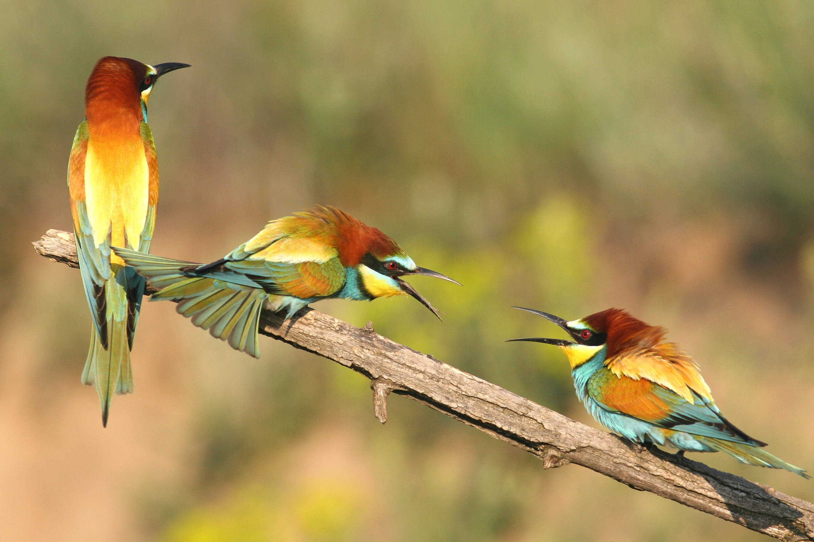 European bee-eater (Merops apiaster) in Persina Nature Park (Borilei)