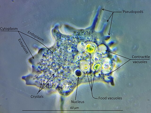 An amoeba of the genus Mayorella (Amoebozoa, Discosea)