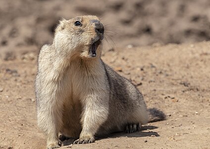 bobak marmot, Natural Monument "Jackdaw hill" author — Ivan ideia