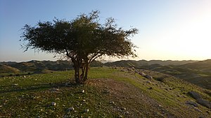 Wild Ziziphus Tree, Behbahan
