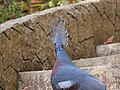 นกพิราบหงอนวิกตอเรีย สวนสัตว์เชียงใหม่ Victoria crowned pigeon in Chiang Mai Zoo (10).jpg