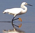 Snowy Egret