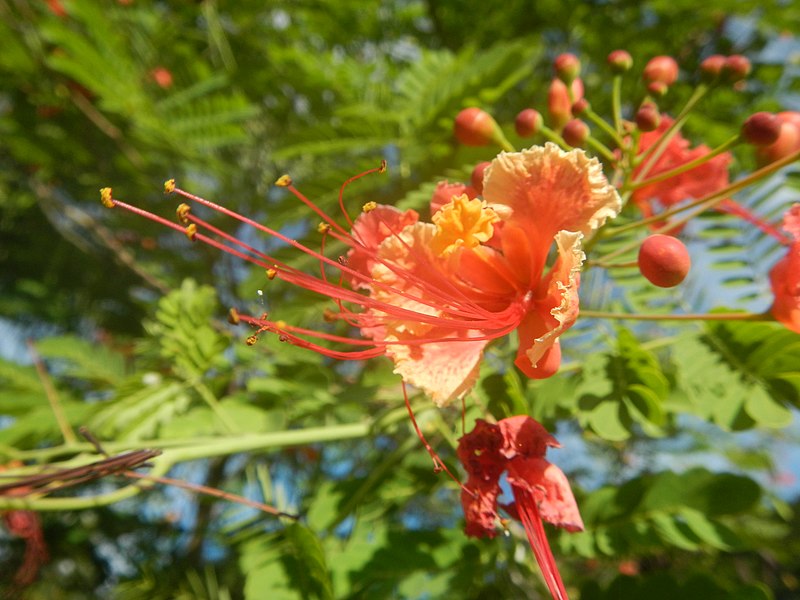 File:08988jfOrange flowers in the Philippinesfvf 10.jpg