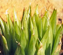 A form of H. mucronata without leaf-bristles 1 Haworthia mucronata var mucronata - MBB barrydale.jpg