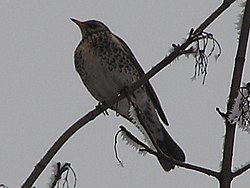 Turdus pilaris - Рябинник