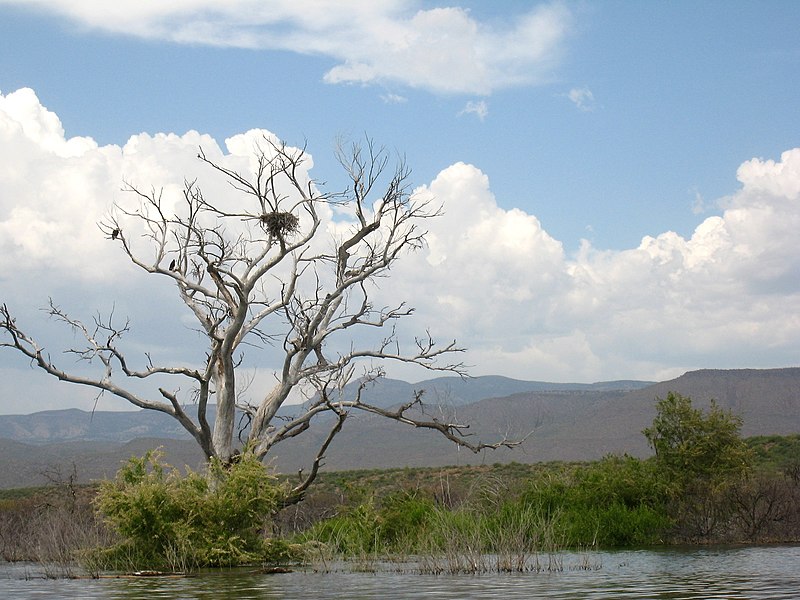 File:2009-365-137 Bald Eagle Tree (3540918869).jpg