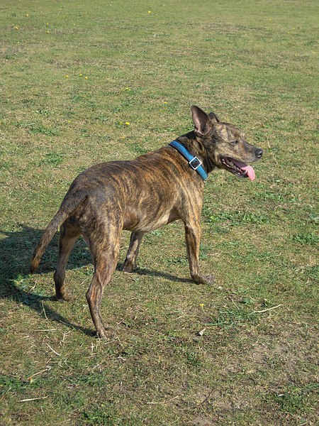 File:2011-10-02 Brindle pure bred Staffordshire Bull Terrier, Norfolk, England.JPG