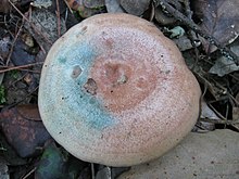 2011-11-30 Lactarius sanguifluus (Paulet) Fr 186488.jpg