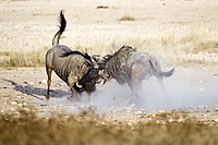2012-wildebeest-fight.jpg
