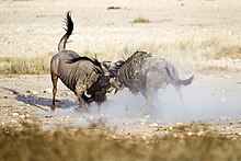 Two male blue wildebeest fighting for dominance 2012-wildebeest-fight.jpg