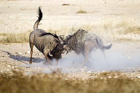 Fighting blue wildebeest in Etosha National Park.