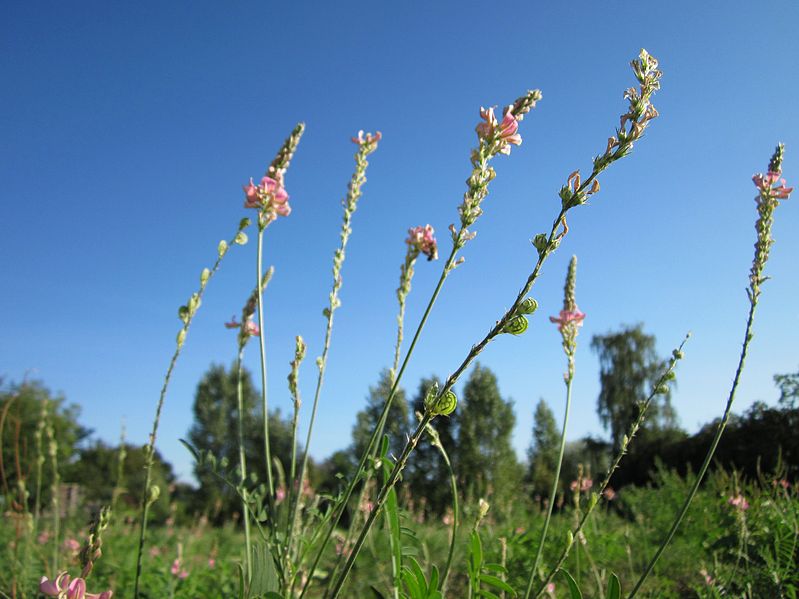 File:20120906Saat-Esparsette Altlussheim3.jpg