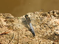 Orthétrum réticulé (Orthetrum cancellatum).