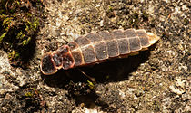 Самиці багатьох жуків-світляків не мають ані крил, ані елітр, через що в Росії їх називають «івановими хробачками»