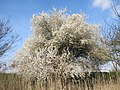 Miniatura para Prunus cerasifera