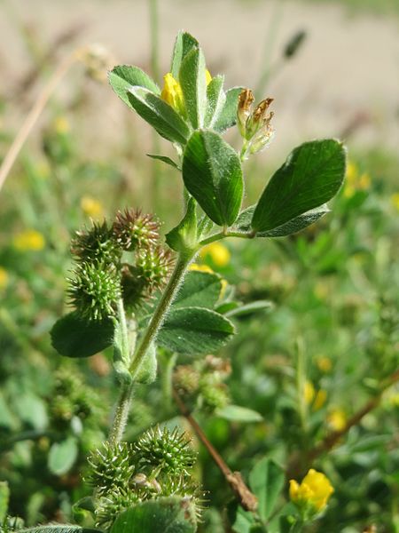 File:20170515Medicago minima1.jpg