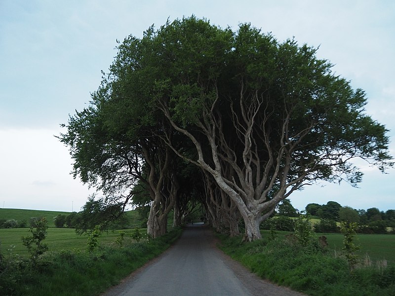 File:2018-05-31 The Dark Hedges 2.jpg