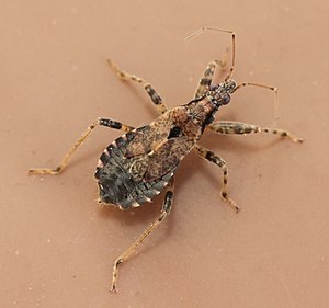 2019 08 10 Himacerus mirmicoides.jpg