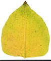 * Nomination Reynoutria japonica. Leaf abaxial side. --Knopik-som 02:54, 26 October 2021 (UTC) * Promotion  Support Good quality -- Johann Jaritz 03:13, 26 October 2021 (UTC)