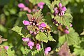 * Nomination A common carder bee (Bombus pascuorum) on a red dead-nettle (Lamium purpureum) in the protected landscape Altarme der Saar. --DavidJRasp 17:07, 18 February 2022 (UTC) * Promotion  Support Good quality. --Steindy 23:47, 18 February 2022 (UTC)