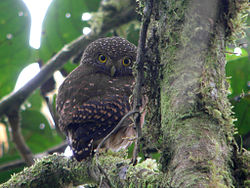 2728 Cloud-forest Pygmy-Owl 2 (2076601412).jpg