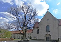 2 Linden am Kloster Marienwerder – westlicher Baum