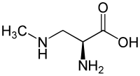 A Β-N-metilamino-L-alanin szemléltető képe