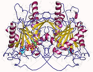 UDP-glucose—hexose-1-phosphate uridylyltransferase