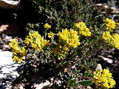 Description de l'image ALYSSUM ALPESTRE - MONTSEC - IB-144 (Botgeta alpestre).jpg.