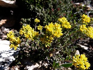 Fortune Salaire Mensuel de Alyssum Alpestre Combien gagne t il d argent ? 1 000,00 euros mensuels